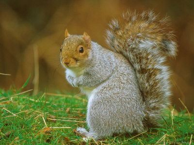 Grey Squirrel, Sciurus Carolinensis by David Boag Pricing Limited Edition Print image