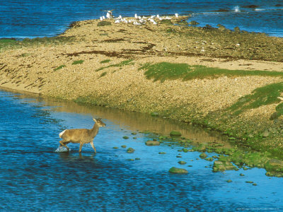 Red Deer, Crossing River by David Boag Pricing Limited Edition Print image