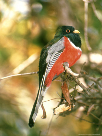 Elegant Trogon, South Arizona, Mexico by James H. Robinson Pricing Limited Edition Print image