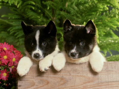 Karelian Bear Dog, Pair Of Puppies Playing On Wooden Box by Alan And Sandy Carey Pricing Limited Edition Print image