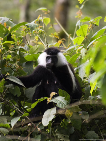 Angola Black And White Colobus Monkey In Tree, Rwanda by Ariadne Van Zandbergen Pricing Limited Edition Print image