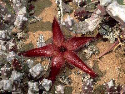 Carrion Flower, Richtersveld National Park, South Africa by Michael Fogden Pricing Limited Edition Print image