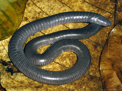 Caecilian, Rainforest, Costa Rica by Michael Fogden Pricing Limited Edition Print image