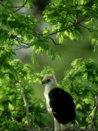 Ornate Hawk-Eagle, Chick, Mexico And S. America by Patricio Robles Gil Pricing Limited Edition Print image