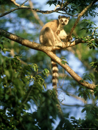 Ring-Tailed Lemur In Tree, Madagascar by Patricio Robles Gil Pricing Limited Edition Print image