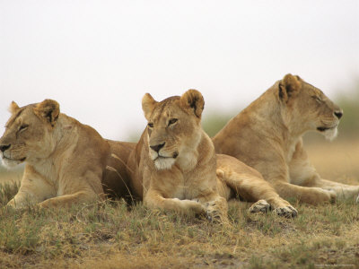 Lions, Ngorongoro Crater, Africa by Keith Levit Pricing Limited Edition Print image