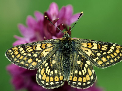 Marsh Fritillary On Early Marsh Orchid by Bob Gibbons Pricing Limited Edition Print image