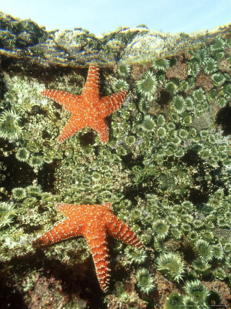 Seastar And Anemones (Anthopluera), Montery County, California by Richard Herrmann Pricing Limited Edition Print image