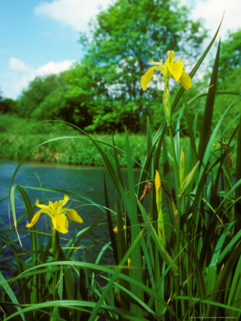 Yellow Iris, Flowering by David Boag Pricing Limited Edition Print image