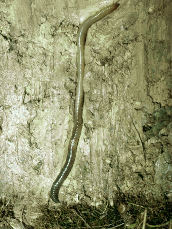 Earthworm In Burrow Underground by Oxford Scientific Pricing Limited Edition Print image