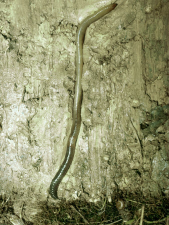 Earthworm In Burrow Underground by Oxford Scientific Pricing Limited Edition Print image