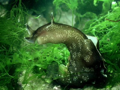 Sea Hare, Devon, Uk by Oxford Scientific Pricing Limited Edition Print image