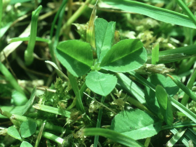 4-Leaf-Clover, Oxon, Uk by Oxford Scientific Pricing Limited Edition Print image