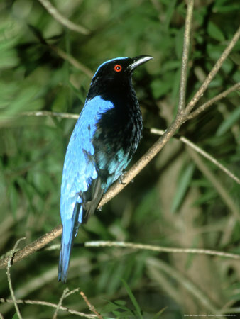 Fairy Bluebird, Asia by James H. Robinson Pricing Limited Edition Print image