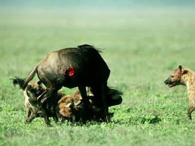 Spotted Hyena, Killing Wildebeest, Tanzania by David W. Breed Pricing Limited Edition Print image