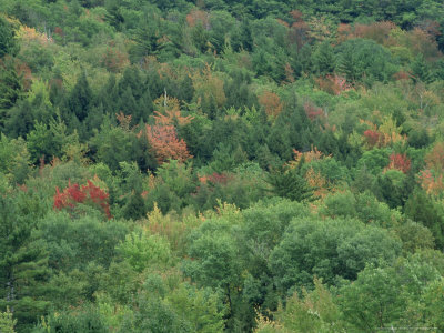 Foliage Change Through Fall Season, Sequence 2 by Chris Sharp Pricing Limited Edition Print image