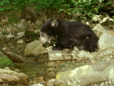 Sloth Bear, Melursus Ursinus Sri Lanka, India by Alan And Sandy Carey Pricing Limited Edition Print image