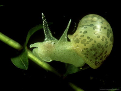 Eared Pond Snail, Svartan River, Sweden by Fredrik Ehrenstrom Pricing Limited Edition Print image