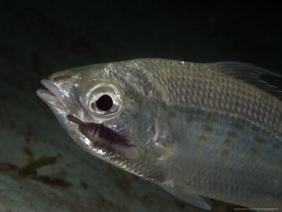 Slenderspine Mojarra, With Parasitic Isopods, Malaysia by David B. Fleetham Pricing Limited Edition Print image