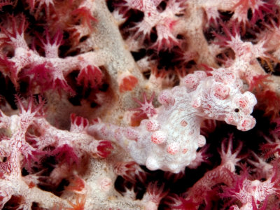 Pygmy Seahorse, Mabul Island, Malaysia by David B. Fleetham Pricing Limited Edition Print image