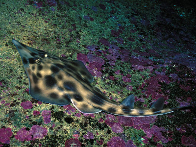 Eastern Shovelnose Ray, Australia by David B. Fleetham Pricing Limited Edition Print image