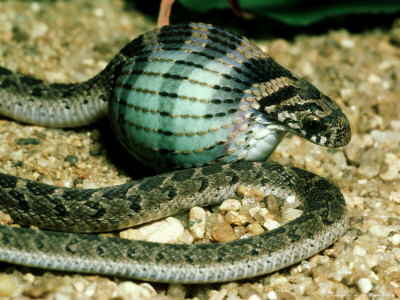 Egg-Eater Snake, Savannah, S.Africa by Michael Fogden Pricing Limited Edition Print image