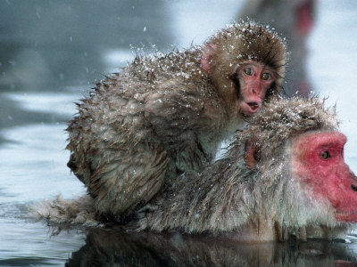 Japanese Macaque & Young, Nagano, Japan by Ralph Reinhold Pricing Limited Edition Print image