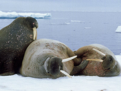 Walruses On Land, Arctic by Patricio Robles Gil Pricing Limited Edition Print image