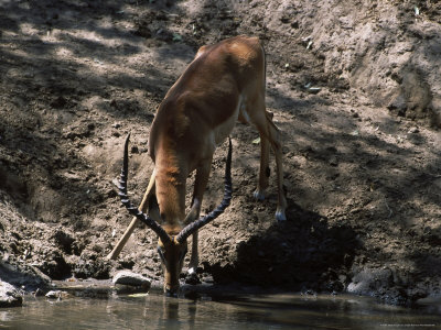 Impala (Aepyceros Melampus) Drinking In Mara River by Ralph Reinhold Pricing Limited Edition Print image