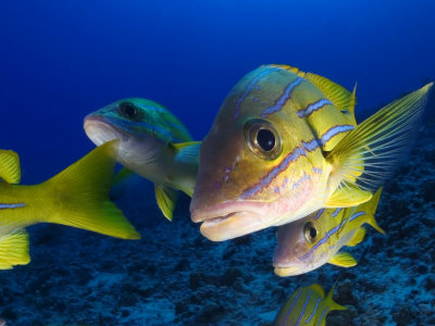 Bluestripe Snapper, Hawaii by David B. Fleetham Pricing Limited Edition Print image