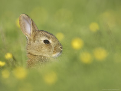 Rabbit, Youngster Emerging From Burrow In Field Of Buttercups, Scotland by Mark Hamblin Pricing Limited Edition Print image