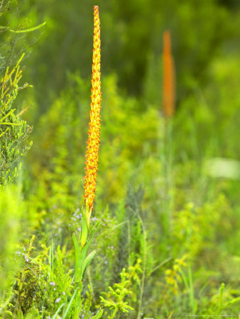 Wild Flowers, Garden Route Near Storms River, South Africa by Roger De La Harpe Pricing Limited Edition Print image