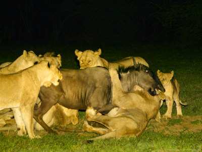 A Pride Of Lions At A Kill, Malamala Game Reserve, South Africa by Roger De La Harpe Pricing Limited Edition Print image