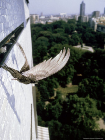 Swift, Flying, Italy by Paolo Fioratti Pricing Limited Edition Print image