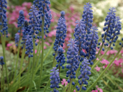 Grape Hyacinths In Garden by Bill Whelan Pricing Limited Edition Print image
