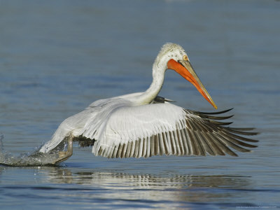 Dalmatian Pelican, Adult Fishing, Greece by David Tipling Pricing Limited Edition Print image