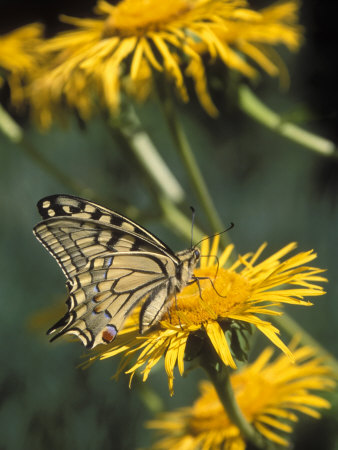 Butterfly On Yellow Flower by Henryk T. Kaiser Pricing Limited Edition Print image