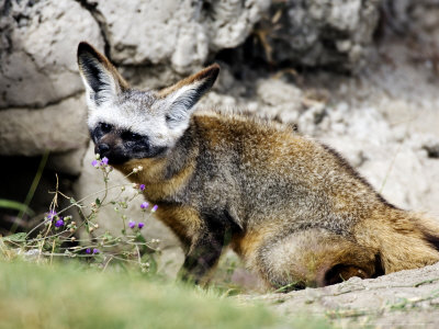 Bat-Eared Fox, Outside Den Entrance, Tanzania by Ariadne Van Zandbergen Pricing Limited Edition Print image