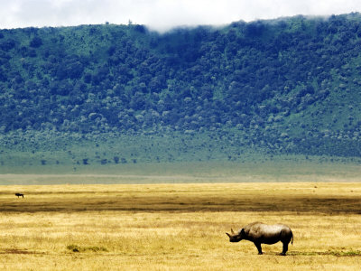 Black Rhinoceros, Ngorongoro Crater, Tanzania by Ariadne Van Zandbergen Pricing Limited Edition Print image