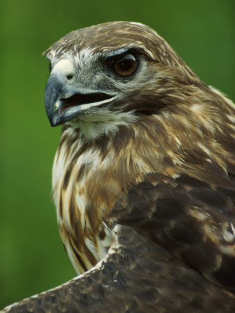 Hawk Close-Up by Fogstock Llc Pricing Limited Edition Print image
