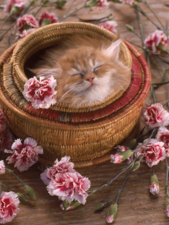 Cat Sleeping In A Round Basket Near Flowers by Richard Stacks Pricing Limited Edition Print image
