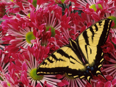 Butterfly On Flowers by Fogstock Llc Pricing Limited Edition Print image