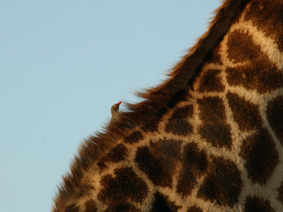 Diagonal Close-Up Of Giraffe, Kruger National Park by Keith Levit Pricing Limited Edition Print image
