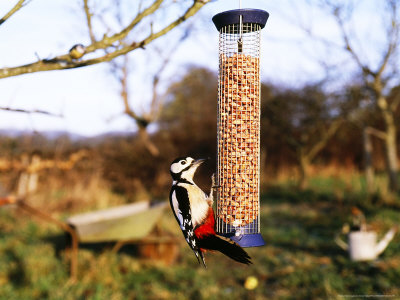 Great Spotted Woodpecker On Nut Feeder, Kent, Uk by David Tipling Pricing Limited Edition Print image