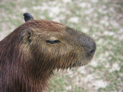 Capybara, Largest Rodent, Amazon, Peru by Jeff Randall Pricing Limited Edition Print image