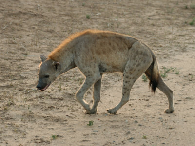 Spotted Hyaena, Africa by Keith Levit Pricing Limited Edition Print image