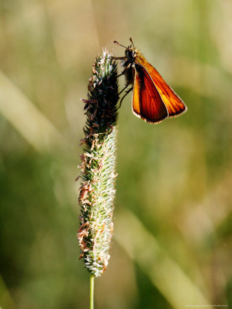 Large Skipper Butterfly On Plantain, West Berkshire, Uk by Philip Tull Pricing Limited Edition Print image