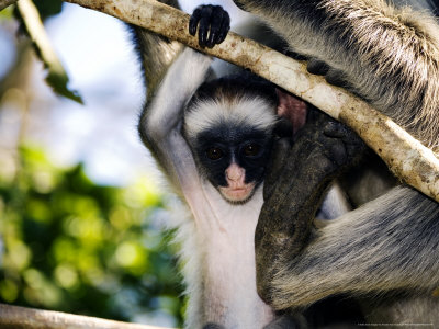 Kirks Red Colobus Monkeys, Adult And Infant In Tree, Zanzibar by Ariadne Van Zandbergen Pricing Limited Edition Print image