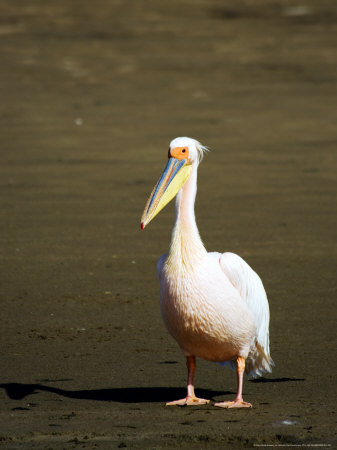 Great White Pelican, Walvis Bay, Namibia by Ariadne Van Zandbergen Pricing Limited Edition Print image