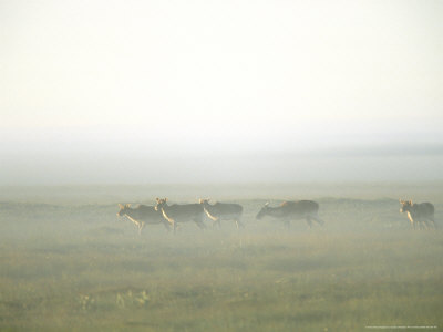 Caribou Cows In The Mist, Trepassey, Canada by Gustav Verderber Pricing Limited Edition Print image